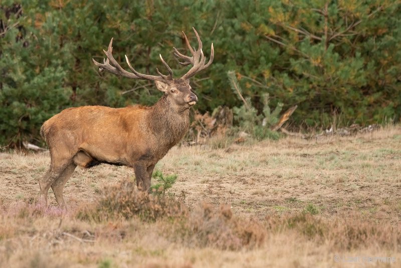 _DSC1240.JPG - Park de Hoge Veluwe