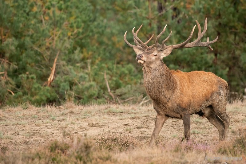 _DSC1263.JPG - Park de Hoge Veluwe