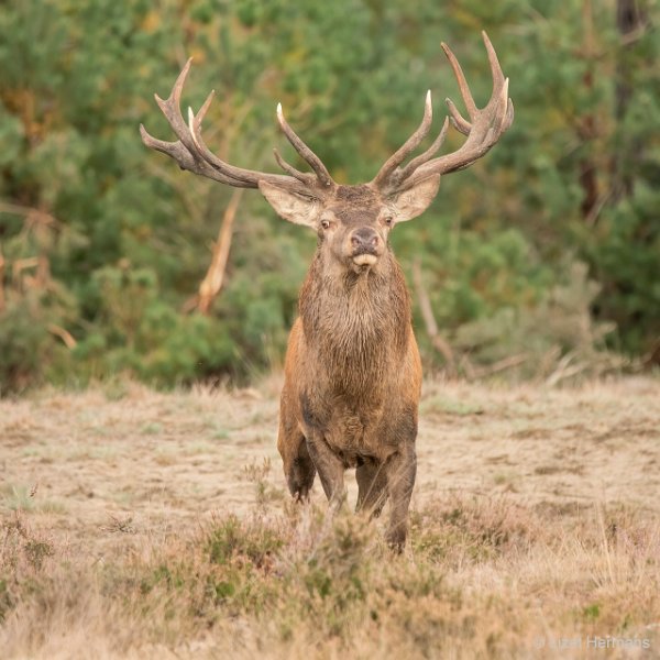 _DSC1281.JPG - Park de Hoge Veluwe