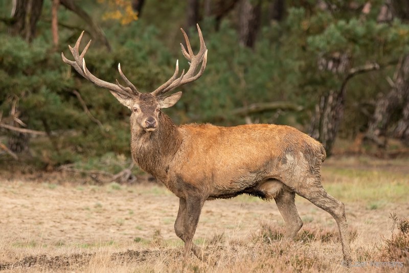 _DSC1332.JPG - Park de Hoge Veluwe