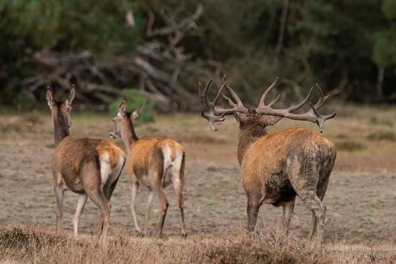 _DSC1379.JPG - Park de Hoge Veluwe