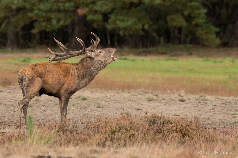 _DSC1393.JPG - Park de Hoge Veluwe