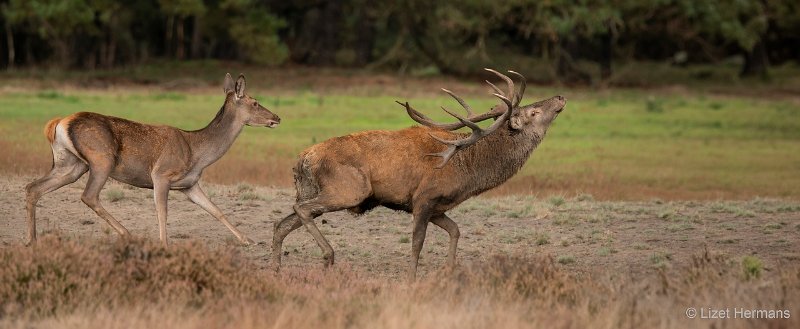 _DSC1411.JPG - Park de Hoge Veluwe