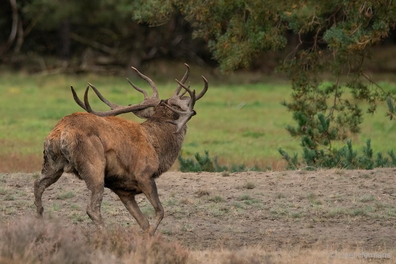 _DSC1418.JPG - Park de Hoge Veluwe