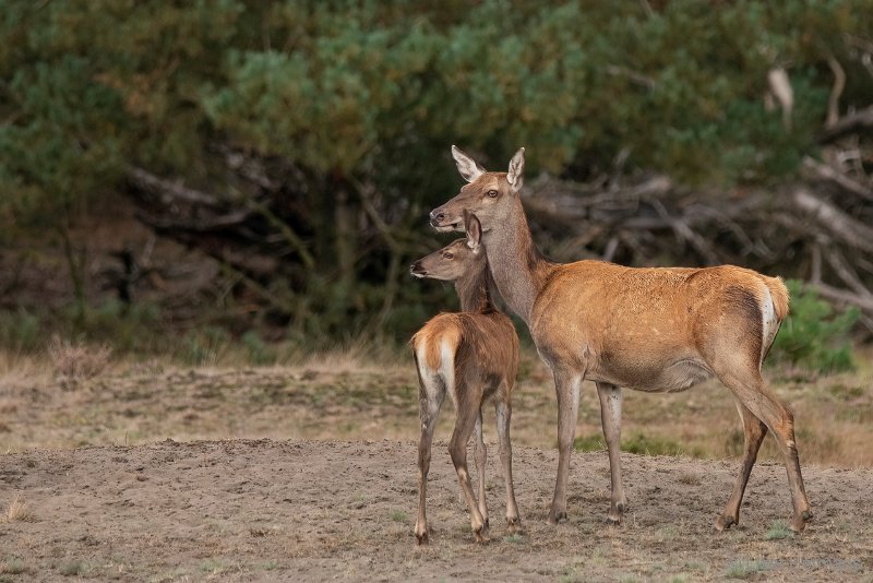 _DSC1431.JPG - Park de Hoge Veluwe