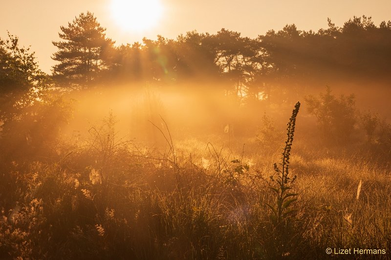 _DSC3394.JPG - Regte Heide