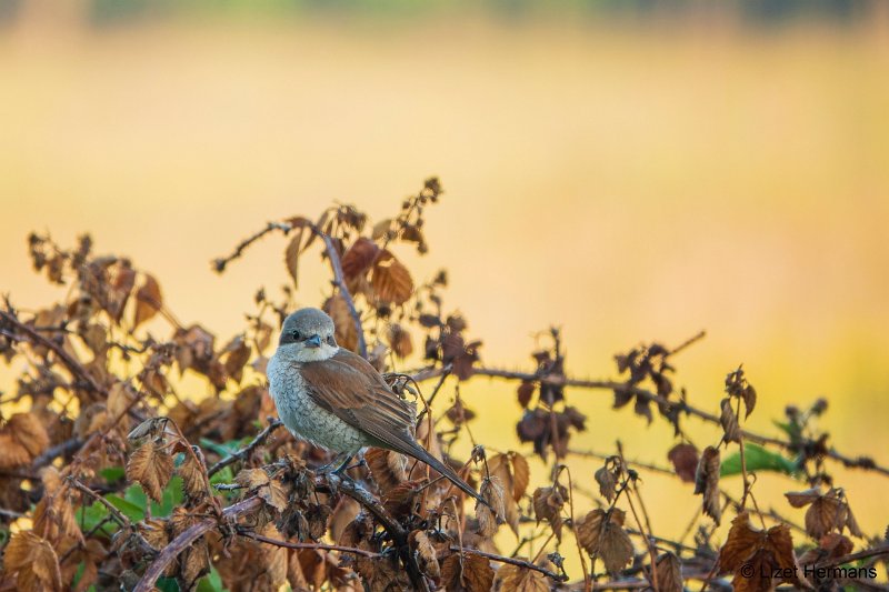 _DSC3409.JPG - Regte Heide