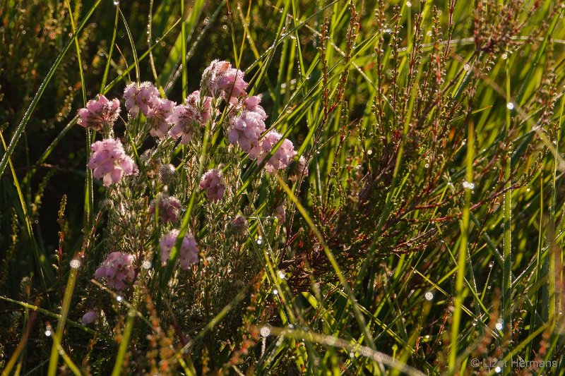 _DSC3464.JPG - Regte Heide