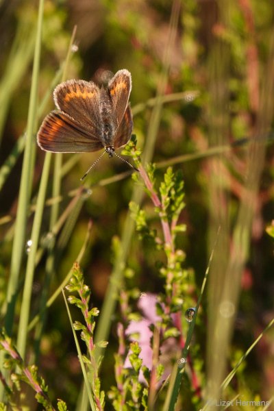 _DSC3470.JPG - Regte Heide