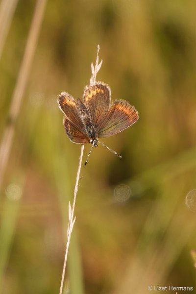 _DSC3488.JPG - Regte Heide