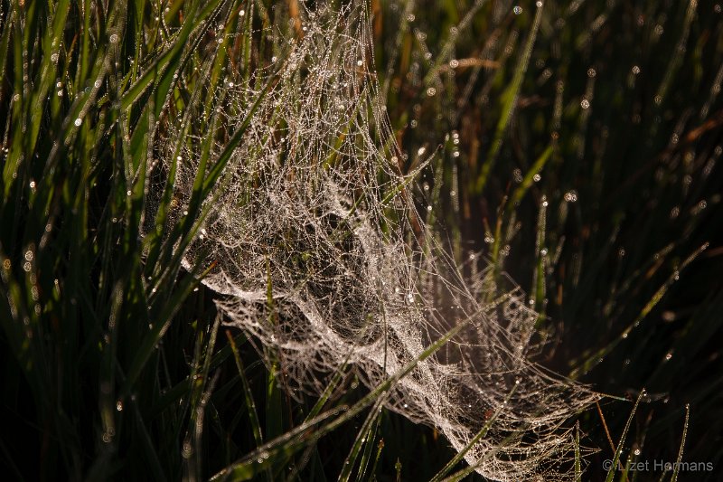 _DSC3510.JPG - Regte Heide