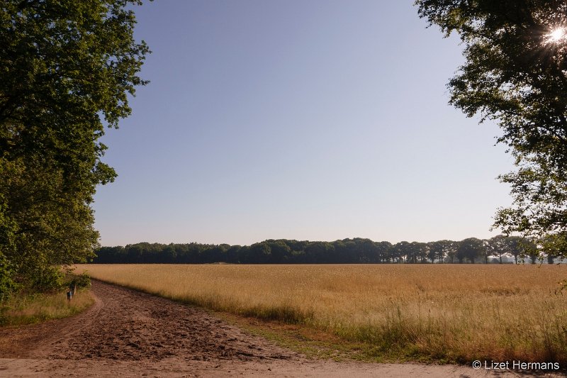 _DSC3514.JPG - Regte Heide