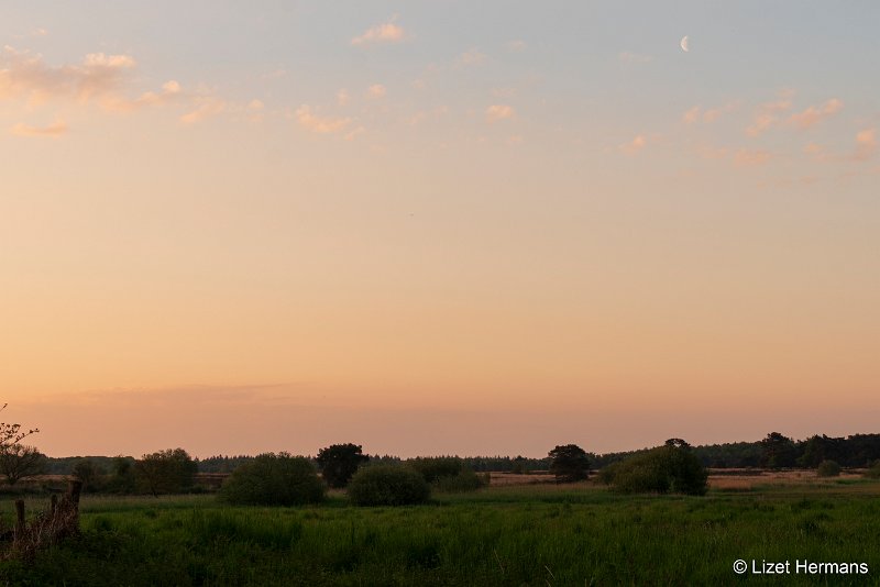 _DSC0034.JPG - Regte Heide