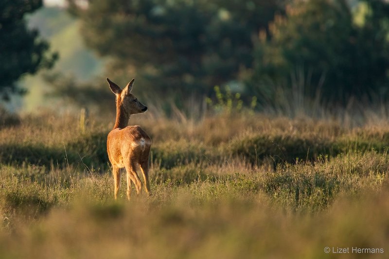 _DSC0155.JPG - Regte Heide