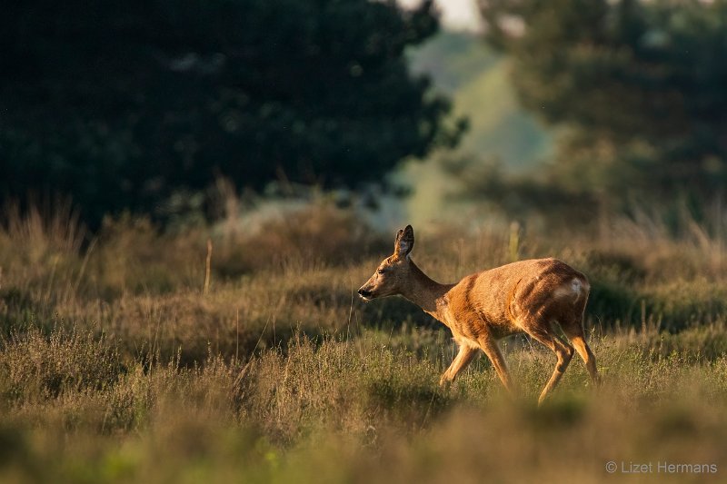 _DSC0161.JPG - Regte Heide