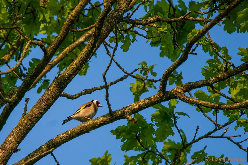 _DSC0222.JPG - Regte Heide