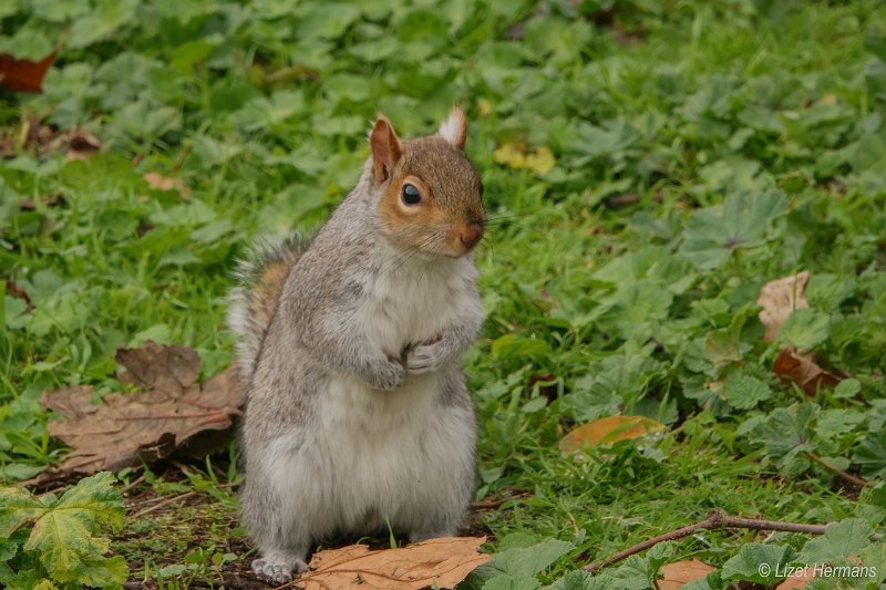 _DSC0164.JPG - St. James's Park