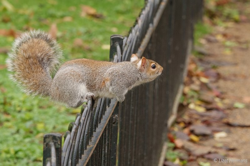 _DSC0187.JPG - St. James's Park