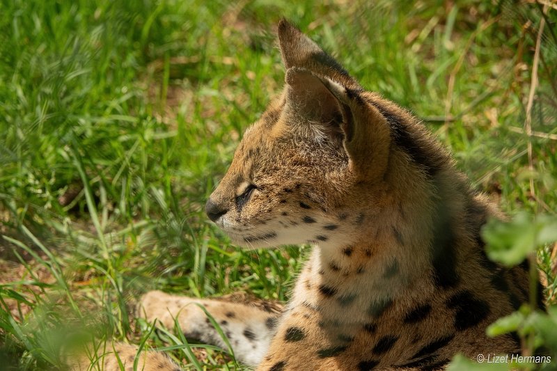 _DSC0010.JPG - Dierenpark ZieZoo