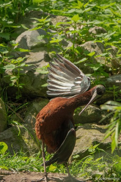 _DSC0105.JPG - Dierenpark ZieZoo