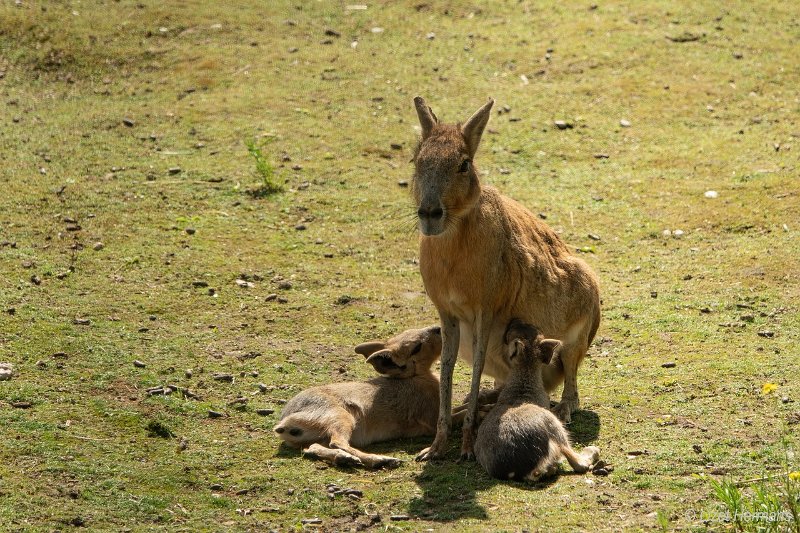 _DSC0107.JPG - Dierenpark ZieZoo