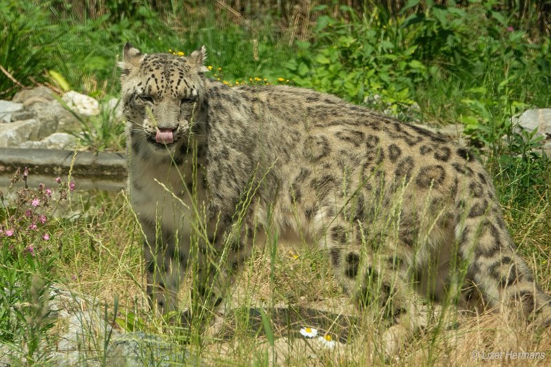 _DSC0123.JPG - Dierenpark ZieZoo