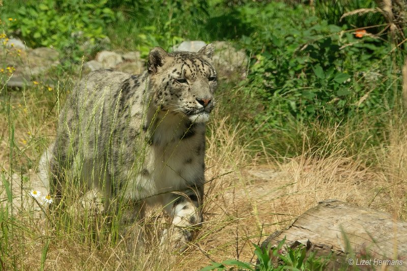 _DSC0127.JPG - Dierenpark ZieZoo