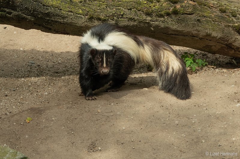 _DSC0194.JPG - Dierenpark ZieZoo