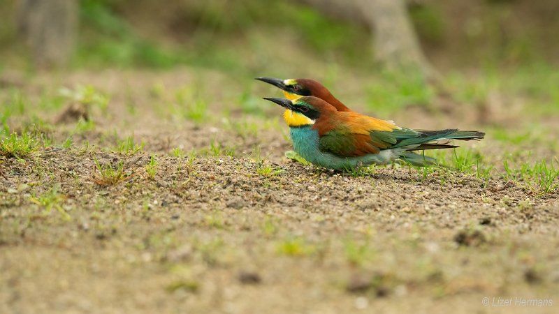 _DSC0267.JPG - Kleine Plevier