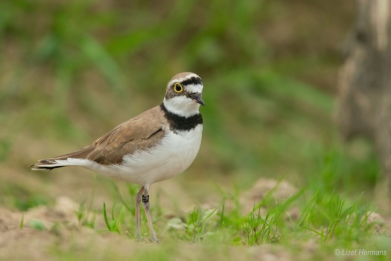 _DSC0918.JPG - Kleine Plevier