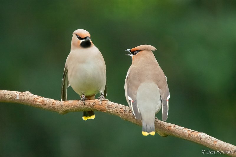 _DSC0960.JPG - Pestvogel