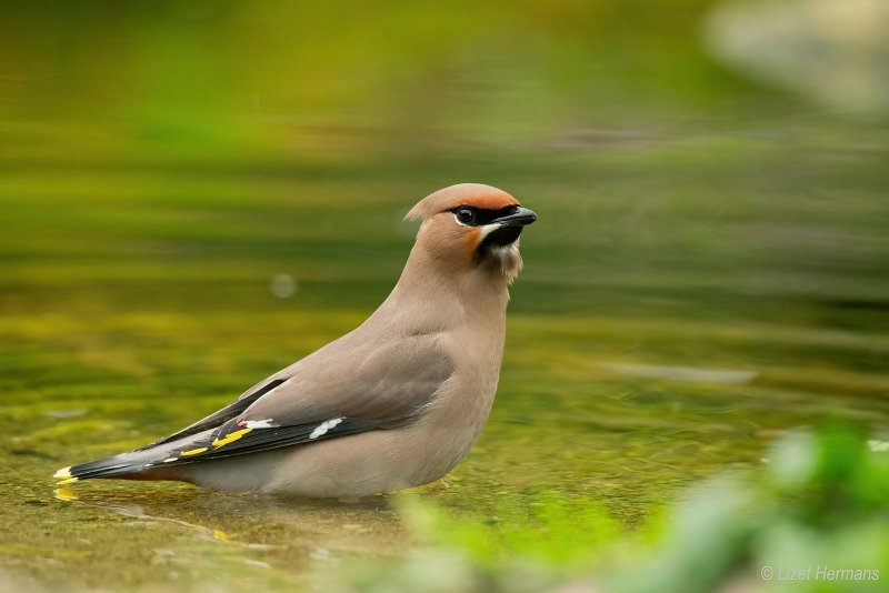 _DSC1092.JPG - Pestvogel