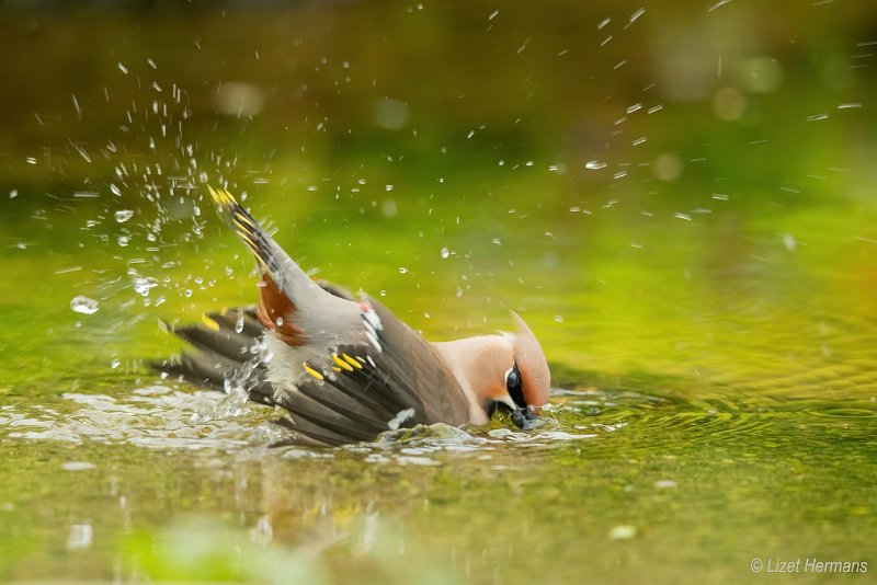 _DSC1207.JPG - Pestvogel