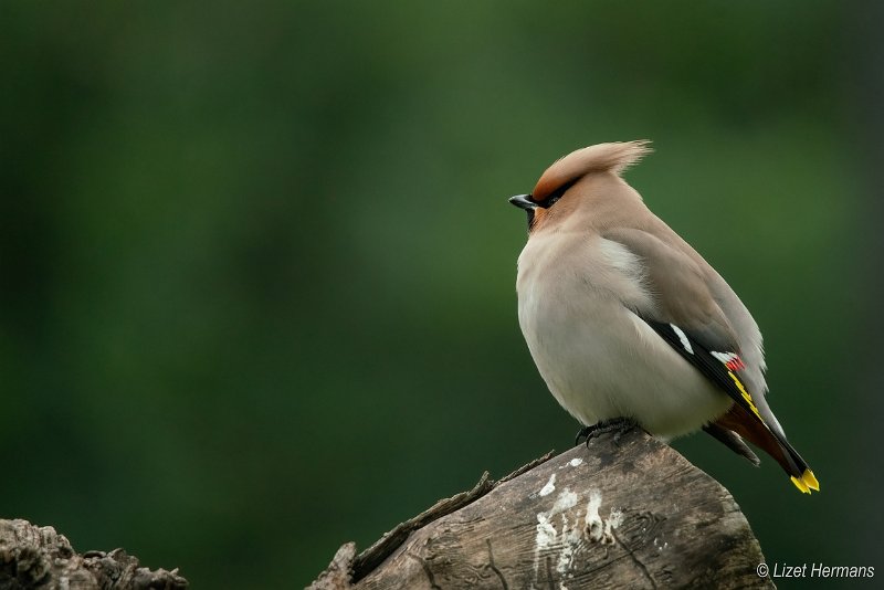 _DSC1436.JPG - Pestvogel