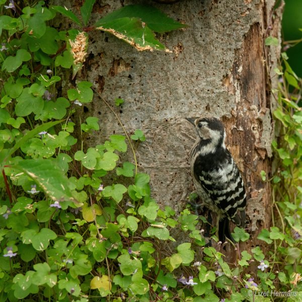 _DSC1512.JPG - Kleine Bonte Specht