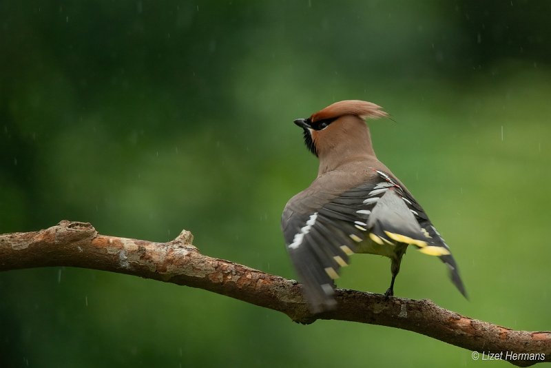 _DSC1557.JPG - Pestvogel