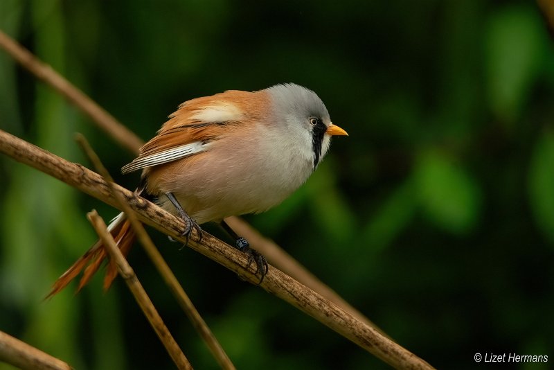 _DSC1822.JPG - Baardmannetje