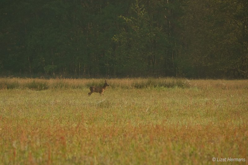 _DSC0226.JPG - Huis ter Heide