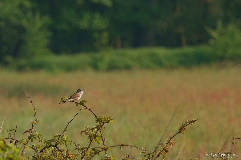 _DSC0255.JPG - Huis ter Heide