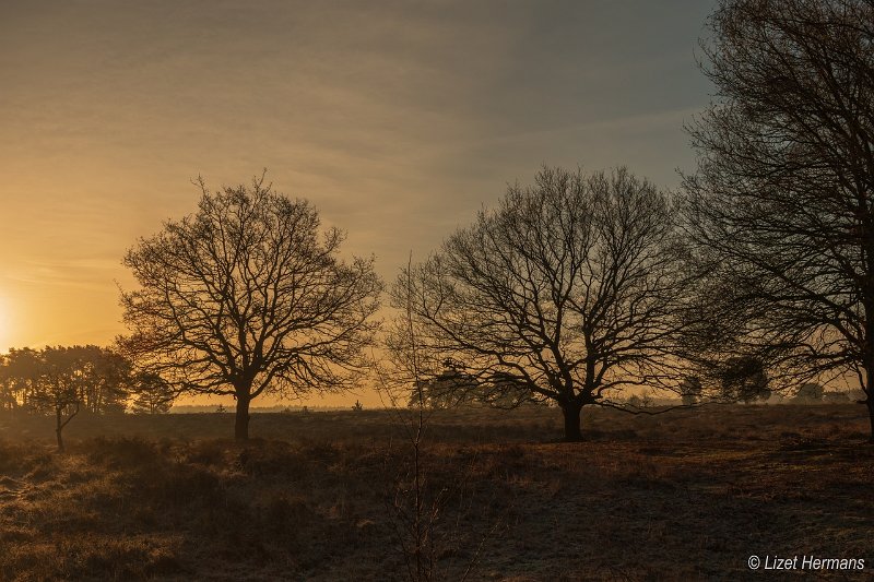 _DSC0544.JPG - Regte Heide