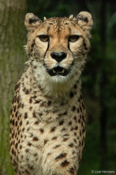 _DSC0083.JPG - Safaripark Beekse Bergen