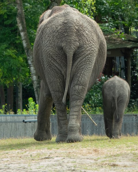 _DSC0097.JPG - Safaripark Beekse Bergen