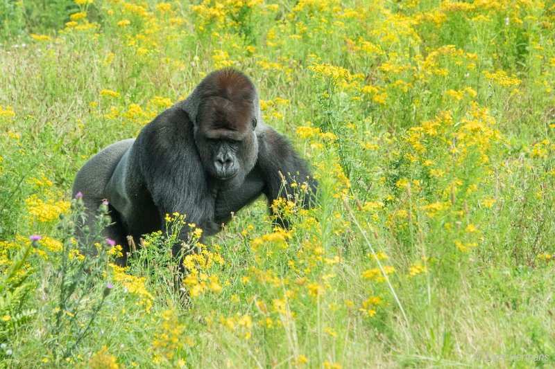 _DSC0105.JPG - Safaripark Beekse Bergen