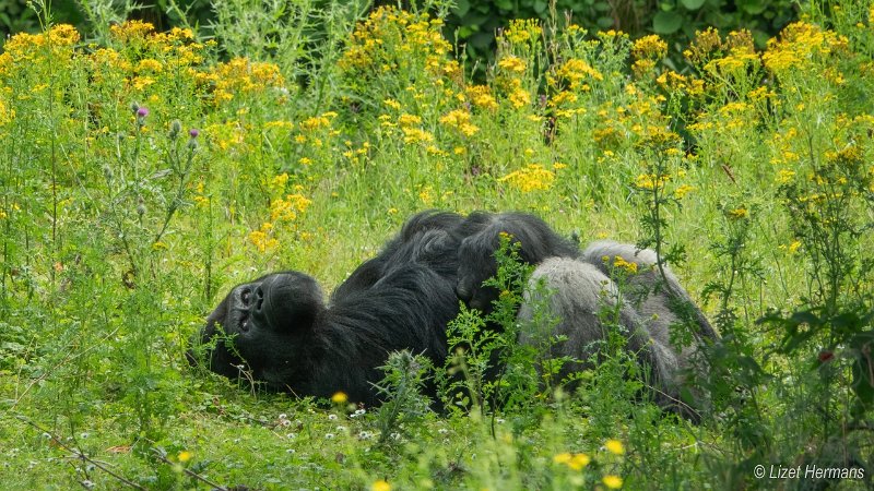 _DSC0114.JPG - Safaripark Beekse Bergen