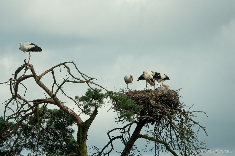 _DSC0135.JPG - Safaripark Beekse Bergen