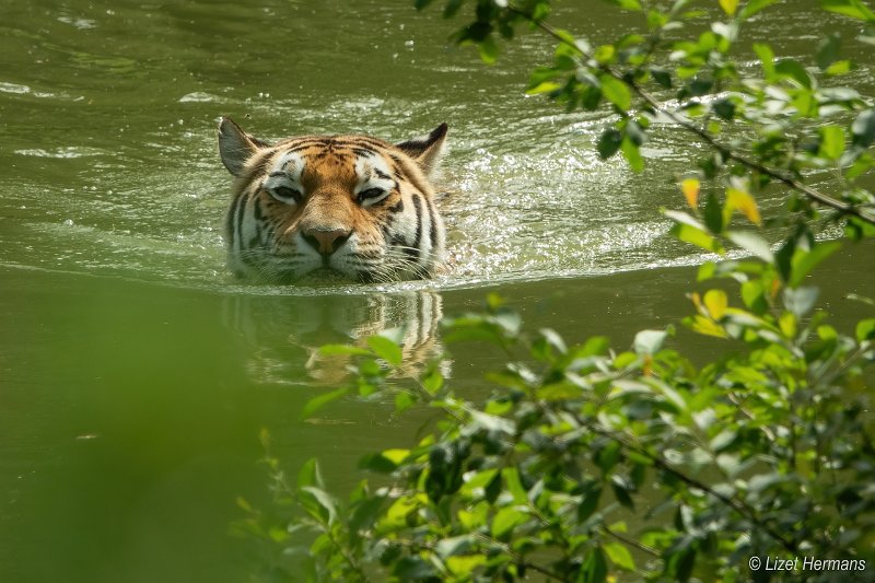 _DSC0142.JPG - Safaripark Beekse Bergen