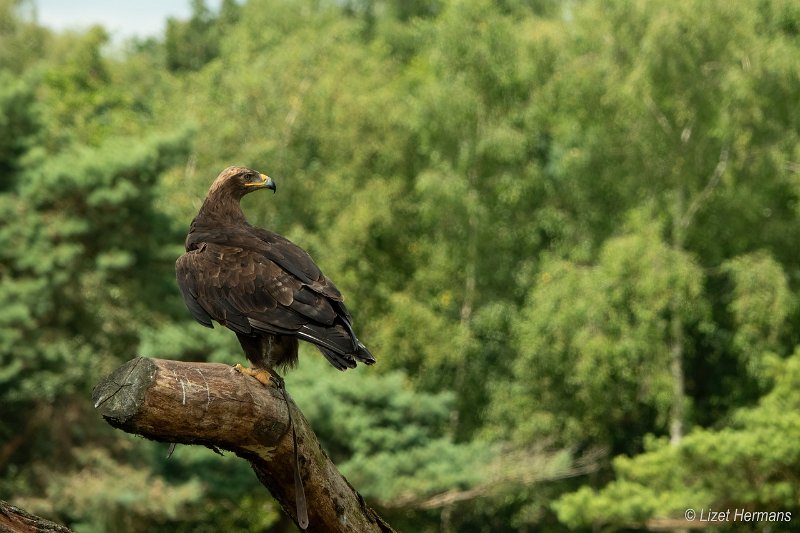 _DSC0202.JPG - Safaripark Beekse Bergen