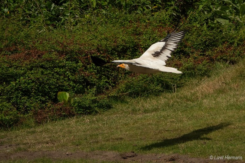 _DSC0452.JPG - Safaripark Beekse Bergen