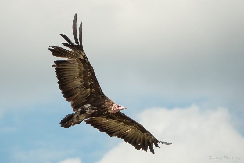 _DSC0516.JPG - Safaripark Beekse Bergen