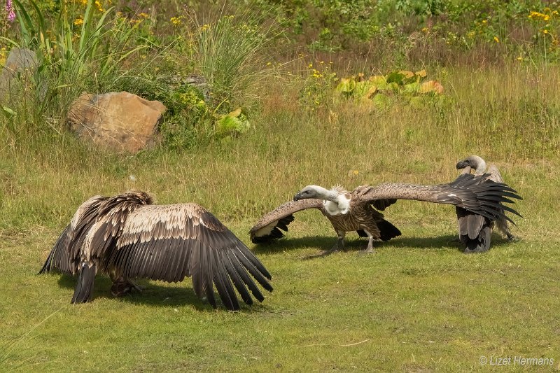 _DSC0667.JPG - Safaripark Beekse Bergen